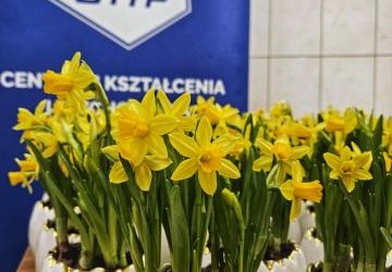 WIOSNA ZAKLĘTA W CEBULKACH ŻONKILI