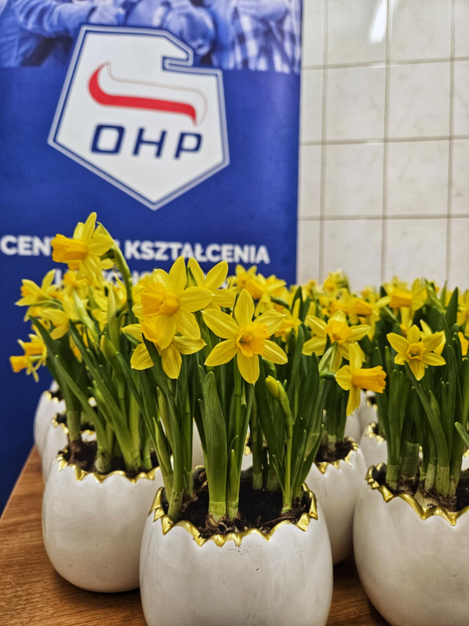 WIOSNA ZAKLĘTA W CEBULKACH ŻONKILI