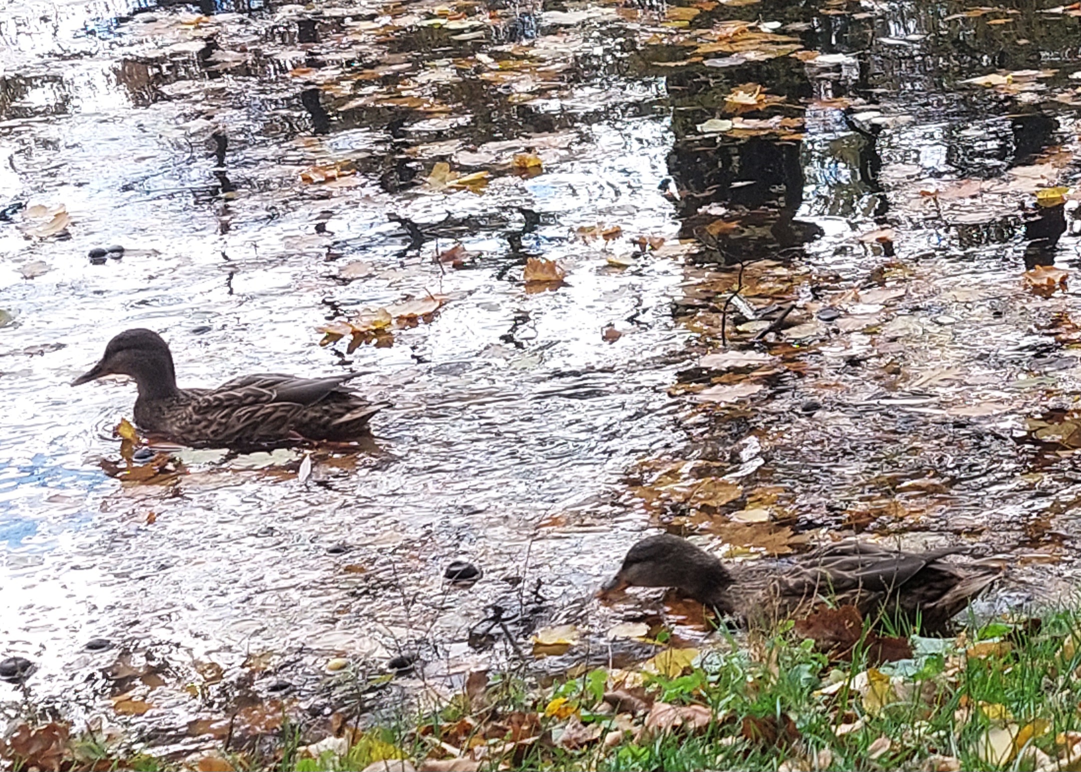 ZWIERZĘTA JESIENIĄ