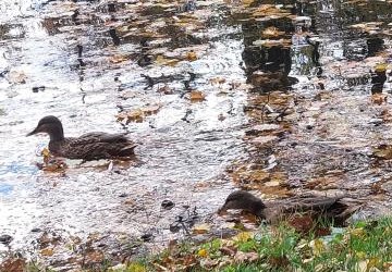 ZWIERZĘTA JESIENIĄ