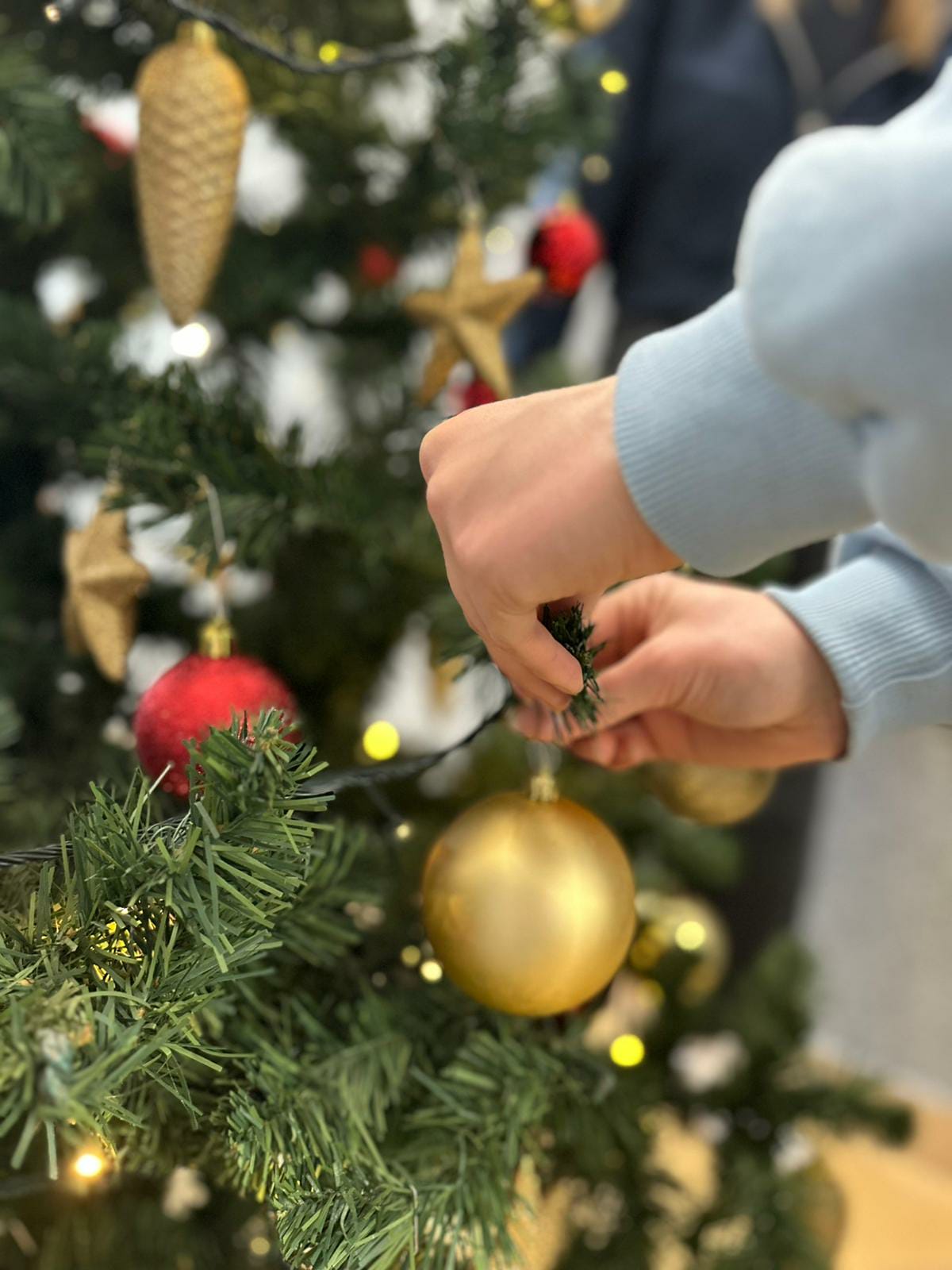 UBIERAMY ŚWIĄTECZNE CHOINKI