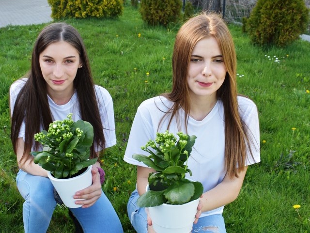 Sadzimy kwiaty w internacie w Jabłonce - będzie piękniej