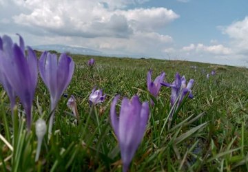 Konkurs fotograficzny „Wiosna”-  rozstrzygnięty